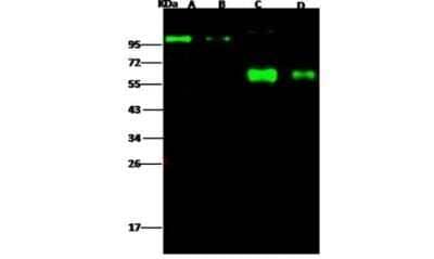 Western Blot: Influenza A H1N1 Neuraminidase Antibody (2F10E12G1)(A/California/04/2009) [NBP3-06579]