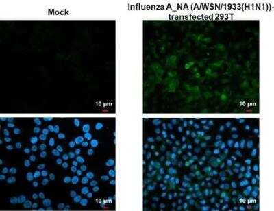 Immunocytochemistry/ Immunofluorescence: Influenza A H1N1 Neuraminidase Antibody - (A/WSN/1933) [NBP2-42870]