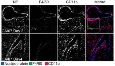 Immunohistochemistry: Influenza A H1N1 Nucleoprotein Antibody [NB100-56570]