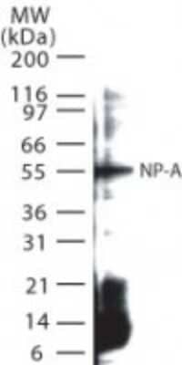 Western Blot: Influenza A H1N1 Nucleoprotein Antibody [NB100-56570]