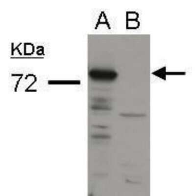 Western Blot: Influenza A H1N1 PA Antibody(A/WSN/1933) [NBP2-42874]