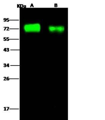 Western Blot: Influenza A H3N2 Hemagglutinin Antibody(A/Perth/16/2009) [NBP3-12730]