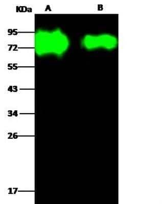 Western Blot: Influenza A H3N2 Hemagglutinin Antibody(A/Perth/16/2009) [NBP3-12731]