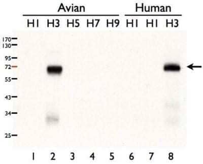 Western Blot: Influenza A H3N2 Hemagglutinin Antibody(A/Taiwan/3446/02) [NBP3-12877]