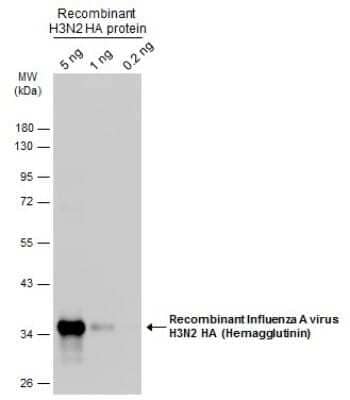 Western Blot: Influenza A H3N2 Hemagglutinin Antibody(A/Taiwan/3446/02) [NBP3-12877]