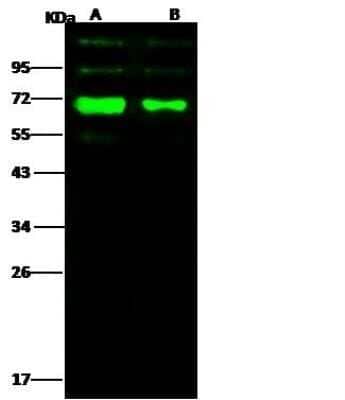 Western Blot: Influenza A H3N2 Hemagglutinin Antibody(A/Wyoming/03/2003) [NBP3-12808]