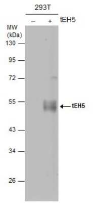 Western Blot: Influenza A H5N1 Hemagglutinin Antibody (1D10)(A/Hatay/2004) [NBP3-13516]