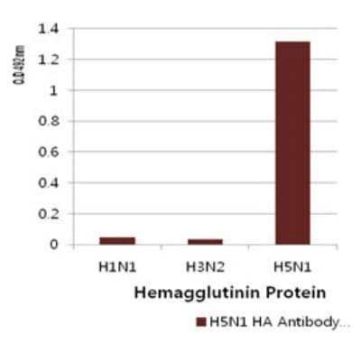 ELISA: Influenza A H5N1 Hemagglutinin Antibody (2B7) - (A/Vietnam/HN31242/2007) - BSA Free [NBP2-22605]