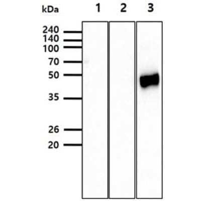 Western Blot: Influenza A H5N1 Hemagglutinin Antibody (2B7)(A/Vietnam/HN31242/2007)BSA Free [NBP2-22605]