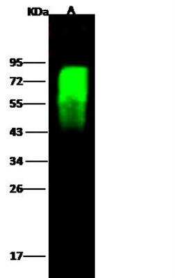 Western Blot: Influenza A H5N1 Hemagglutinin Antibody(A/chicken/VietNam/NCVD-016/2008) [NBP3-12737]