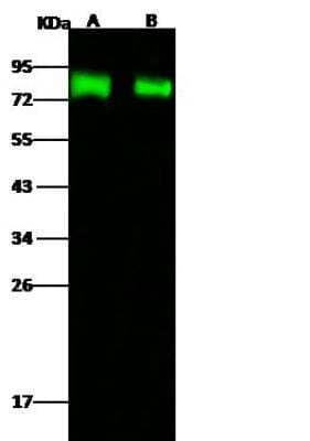 Western Blot: Influenza A H5N1 Hemagglutinin Antibody(A/turkey/Turkey/1/2005) [NBP3-12798]