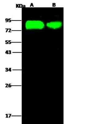 Western Blot: Influenza A H5N1 Hemagglutinin Antibody(A/Vietnam/1194/2004) [NBP3-12799]