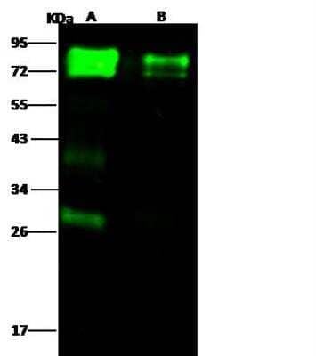 Western Blot: Influenza A H5N1 Hemagglutinin Antibody(A/Hong Kong/483/1997) [NBP3-12801]