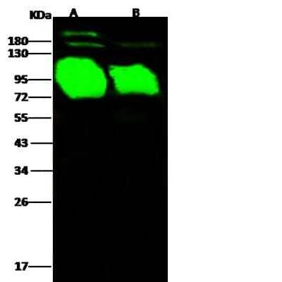 Western Blot: Influenza A H5N1 Hemagglutinin Antibody(A/Common magpie/Hong Kong/2256/2006) [NBP3-12802]