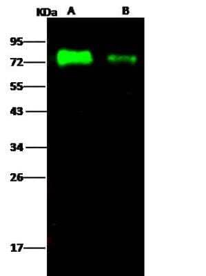 Western Blot: Influenza A H5N1 Hemagglutinin Antibody(A/Egypt/N05056/2009) [NBP3-12803]