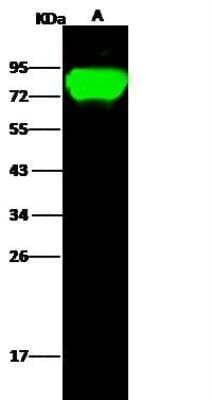 Western Blot: Influenza A H5N1 Hemagglutinin Antibody(A/Cambodia/R0405050/2007) [NBP3-12806]