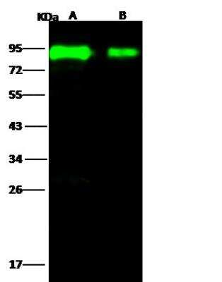 Western Blot: Influenza A H5N1 Hemagglutinin Antibody(A/Hong kong/213/2003) [NBP3-12807]