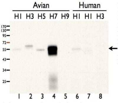 Western Blot: Influenza A H7N7 Hemagglutinin Antibody(A/duck/Taiwan/33/1993) [NBP3-12876]