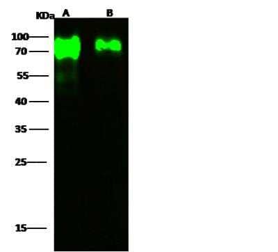 Western Blot: Influenza A H7N7 Neuraminidase Antibody(A/Netherlands/219/2003) [NBP3-14650]