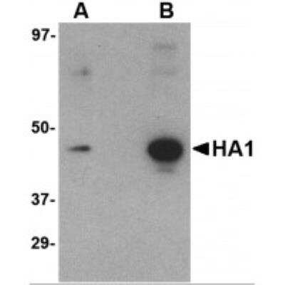 Western Blot: Influenza A H5N1 Hemagglutinin Antibody (1E6A7)BSA Free [NBP1-75493]