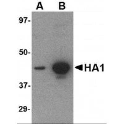 Western Blot: Influenza A H5N1 Hemagglutinin Antibody (1E7D8)BSA Free [NBP1-75494]
