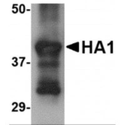 Western Blot: Influenza A H5N1 Hemagglutinin Antibody (4E10C10)BSA Free [NBP1-75504]