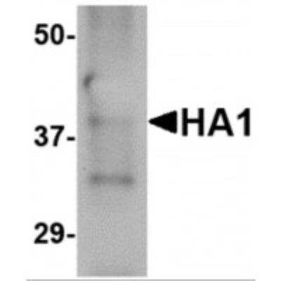 Western Blot: Influenza A H5N1 Hemagglutinin Antibody (4E11E1)BSA Free [NBP1-75505]