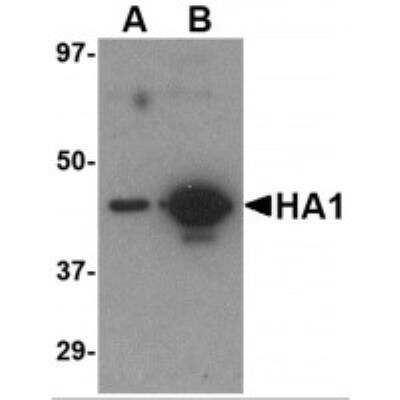 Western Blot: Influenza A H5N1 Hemagglutinin Antibody (7B9B2)BSA Free [NBP1-75495]