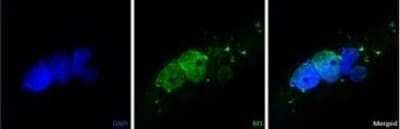 Immunocytochemistry/ Immunofluorescence: Influenza A M1 Antibody (1G1A12) - BSA Free [NBP2-50480]