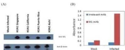 Western Blot: Influenza A M1 Antibody (1G1A12)BSA Free [NBP2-50480]