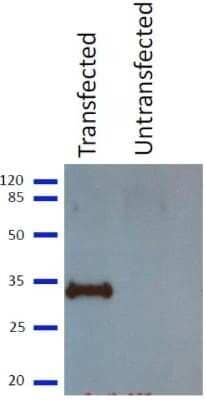 Western Blot: Influenza A M1 Antibody (1G1A12)BSA Free [NBP2-50480]