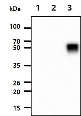 Western Blot: Influenza A H3N2 Hemagglutinin Antibody (1B7)BSA Free [NBP2-22553]