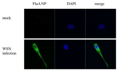 Immunocytochemistry/ Immunofluorescence: Influenza A H1N1 Nucleoprotein Antibody (GT1236) - (A/WSN/1933) [NBP3-13493]