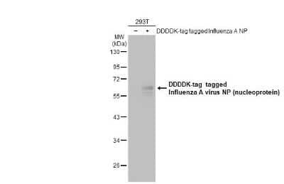 Western Blot: Influenza A H1N1 Nucleoprotein Antibody (GT778)(A/WSN/1933) [NBP3-13492]