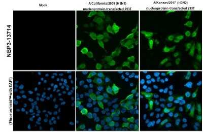Immunocytochemistry/ Immunofluorescence: Influenza A H3N2 Nucleoprotein Antibody (HL1078) - (A/Kansas/14/2017) [NBP3-13714]