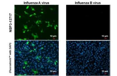 Immunocytochemistry/ Immunofluorescence: Influenza A nucleoprotein Antibody (HL1098) [NBP3-13717]