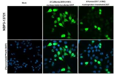 Immunocytochemistry/ Immunofluorescence: Influenza A H3N2 Nucleoprotein Antibody (HL1103) - (A/Kansas/14/2017) [NBP3-13721]