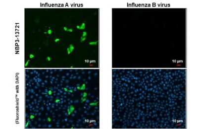 Immunocytochemistry/ Immunofluorescence: Influenza A H3N2 Nucleoprotein Antibody (HL1103) - (A/Kansas/14/2017) [NBP3-13721]