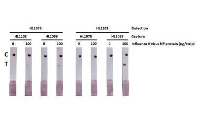 Lateral Flow Assay: Influenza A H3N2 Nucleoprotein Antibody (HL1103) - (A/Kansas/14/2017) [NBP3-13721]