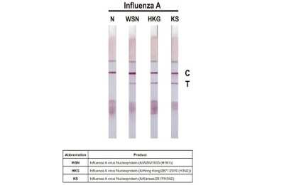 Lateral Flow Assay: Influenza A H3N2 Nucleoprotein Antibody (HL1103) - (A/Kansas/14/2017) [NBP3-13721]