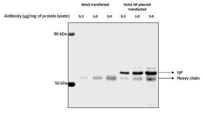 Immunoprecipitation: Influenza A H1N1 Nucleoprotein Antibody - (A/WSN/1933) [NBP2-16965]