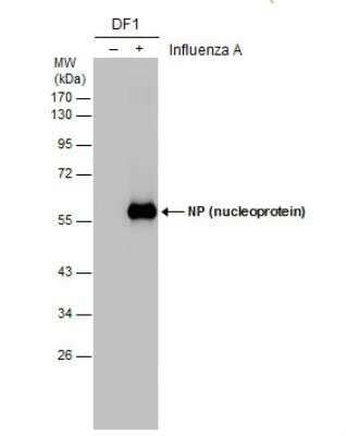Western Blot: Influenza A H1N1 Nucleoprotein Antibody(A/WSN/1933) [NBP2-16965]