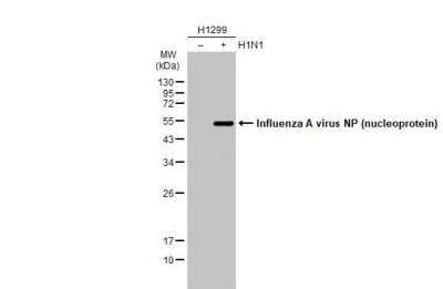 Western Blot: Influenza A H1N1 Nucleoprotein Antibody(A/WSN/1933) [NBP2-16965]