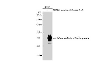 Western Blot: Influenza B nucleoprotein Antibody(B/Taiwan/753/2005) [NBP3-12881]