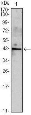 Western Blot: Inhibin alpha Antibody (4E2)BSA Free [NBP1-51660]