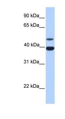 Western Blot: Inhibin alpha Antibody [NBP1-58280]