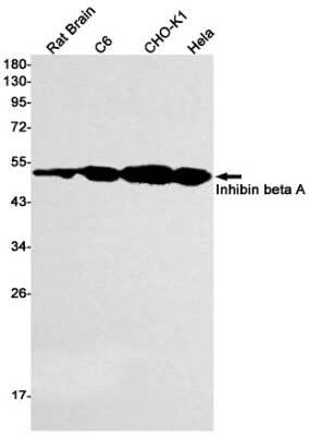 Western Blot: Inhibin beta A Antibody (S03-1F0) [NBP3-15047]