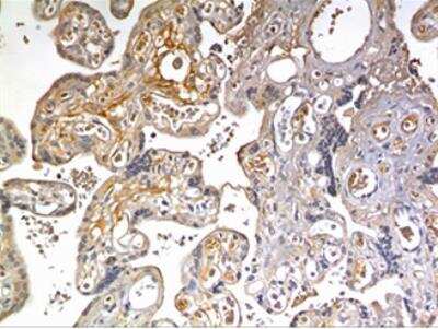 Immunohistochemistry-Paraffin: Activin B/Inhibin beta B Antibody (MM0075-9M29) - Azide and BSA Free [NBP2-12010]