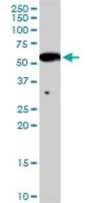 Western Blot: Activin B/Inhibin beta B Antibody [H00003625-D01P]