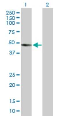 Western Blot: Activin B/Inhibin beta B Antibody [H00003625-D01P]